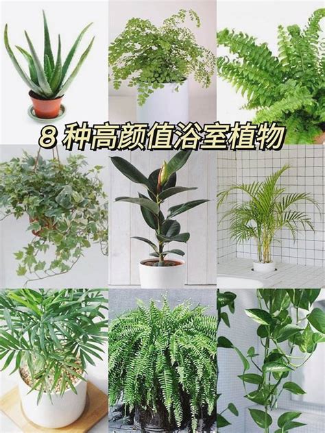 適合放浴室的植物|無窗也能活！10 種最適合養在浴室、美觀好布置植栽。